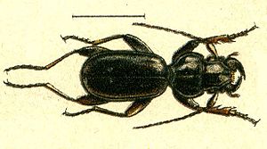 Siagona europaea