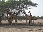 Giraffer på ön
