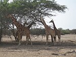 Sir Bani Yas