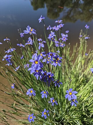 <i>Sisyrinchium demissum</i> Species of flowering plant in the blue-eyed grass genus