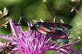 * Nomination Six-spot burnet moth (Zygaena filipendulae) --Charlesjsharp 07:49, 20 April 2015 (UTC) * Promotion QI -- Spurzem 09:49, 20 April 2015 (UTC)