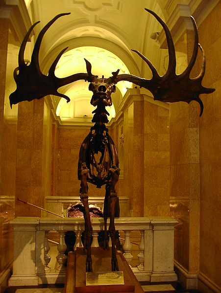 Fájl:Skelett Megaloceros giganteus Riesenhirsch.JPG