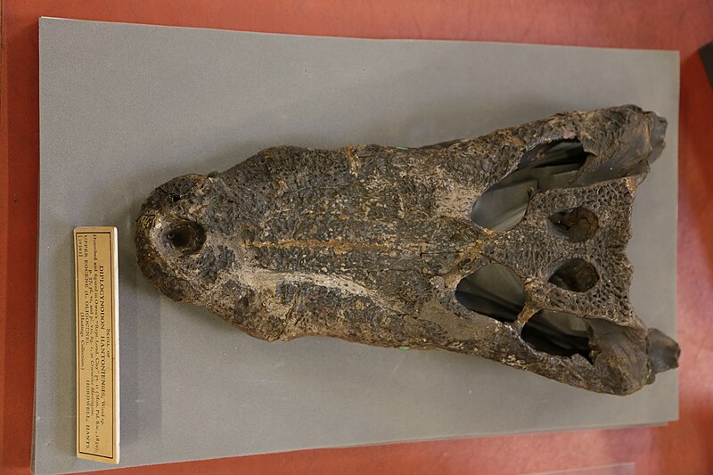 File:Skull of a Diplocynodon hantoniensis at the Natural History Museum, London 02.JPG