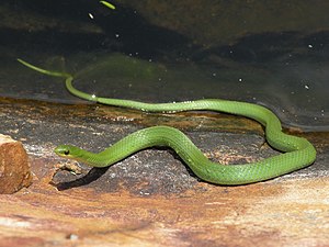 Pürüzsüz Yeşil Snake.jpg