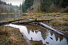 Fallen logs over the outflow from Soapstone Lake. Soapstone-lake-oregon-coastal-range.jpg