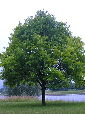 Solitary tree near lake.jpg