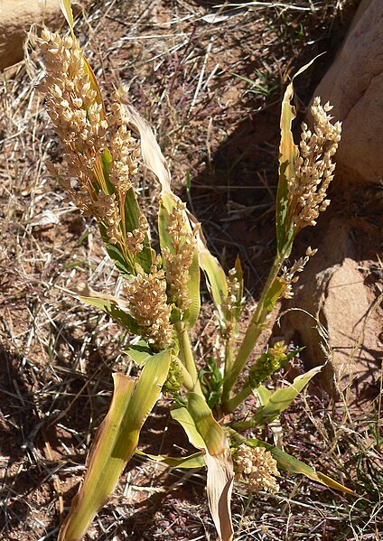 File:Sorghum bicolor ssp bicolor 2.jpg