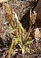 Sorghum Bicolor