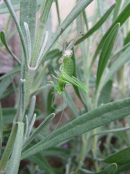 File:Speckled bush-cricket (Leptophyes punctatissima) shedding its skin, Sandy, Bedfordshire (5848708122).jpg