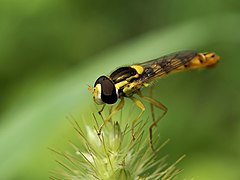 ♂ Sphaerophoria scripta (Long hoverfly)