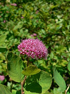 <i>Spiraea splendens</i> Species of shrub