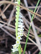 Spiranthes brevilabris