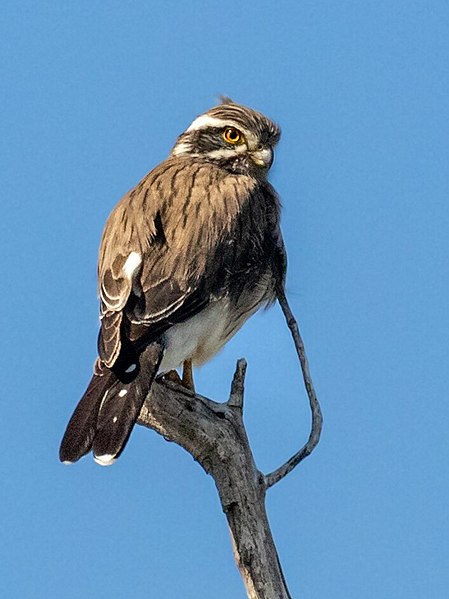 File:Spiziapteryx circumcincta Spot-winged Falconet, Chancaní Natural Reserve, Córdoba, Argentina 01 (cropped).jpg