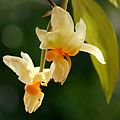 Stanhopea saccata