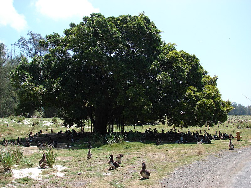 File:Starr-080531-4730-Ficus microcarpa-habit with Laysan albatross-Commodore Ave across from barracks Sand Island-Midway Atoll (24615163780).jpg