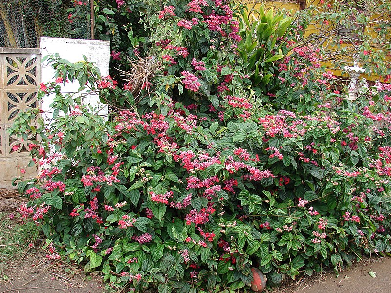 File:Starr-090417-6120-Clerodendrum x speciosum-flowering habit-Haliimaile-Maui (24858839631).jpg