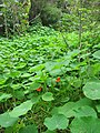 Starr-110331-4683-Tropaeolum majus-flowering habit spreading-Shibuya Farm Kula-Maui (24988788151).jpg