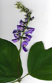 <i>Pueraria montana</i> var. <i>lobata</i> Variety of legume