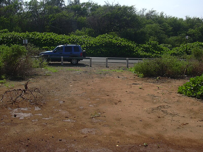 File:Starr 040125-0091 Chenopodium oahuense.jpg