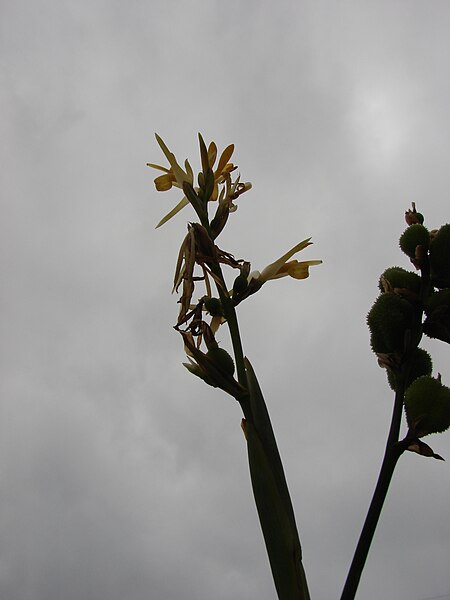 File:Starr 070308-5426 Canna indica.jpg