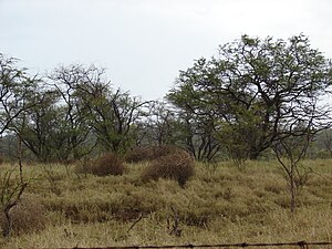 Starr 070313-5633 Salsola tragus.jpg