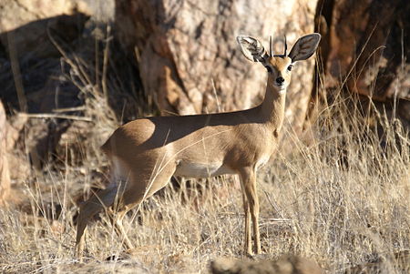 Tập_tin:Steenbock_male.JPG