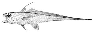 Luminous hake Species of fish