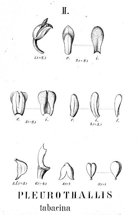 Tập_tin:Stelis_tabacina_(as_Pleurothallis_tabacina)_-_cutout_from_Fl.Br.3-4-102_-_fig._II.jpg