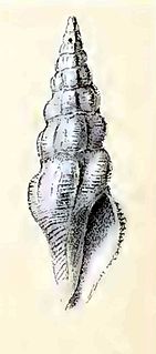 <i>Stenodrillia horrenda</i> species of mollusc