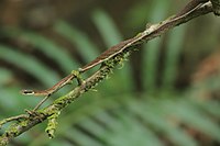 Strip-Tailed Bronzeback imported from iNaturalist photo 85949098 on 9 January 2023.jpg