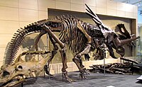 Stirakozauro skeletas