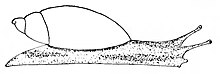 Crtanje Succinea ovalis.jpg