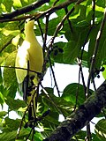 Miniatura para Ducula luctuosa