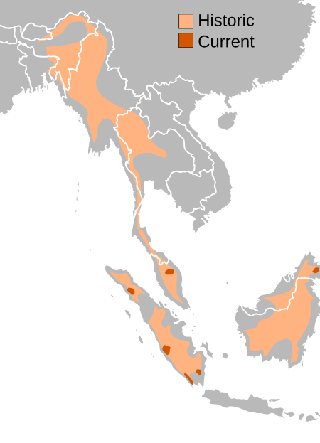 Tê giác Sumatra