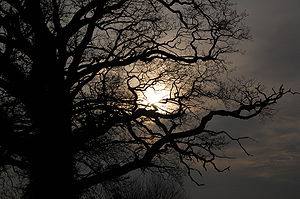 Sun through Tree.JPG