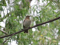 Swainson's thrush, 2023-05-13.jpg