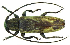 Sybra fuscoapicalis