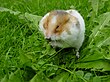 Syrian hamster filling his cheek pouches with Dandelion leaves.JPG
