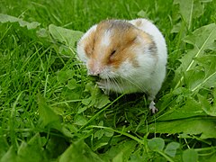 Syrian hamster filling his cheek pouches with Dandelion leaves.JPG