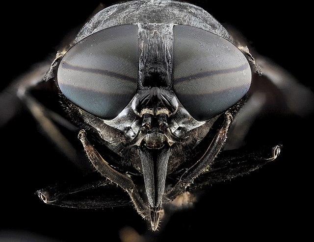 Head of Tabanus atratus showing large compound eyes, short antennae (between and below the eyes) and stout piercing mouthparts
