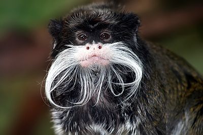 Tamarin kaisar (Saguinus imperator) di Kebun Binatang San Fransisco, Amerika Serikat.