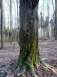 Dance beech near Maßbach, 1.jpg