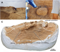 Miniatuur voor Bestand:Taphonomy Yamaceratops MPC-D 100 553 specimen.png