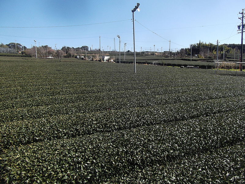 File:Tea Plantation in Nhondaira, Suruga-ku.JPG