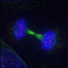 Fluorescent image of a cell in telophase. Multiple dyes were imaged and are shown in different colours. TelophaseIF.jpg