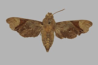 <i>Temnora rattrayi</i> Species of moth
