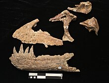 Photograph of the holotype skull bones of Teratophoneus Teratophoneus by Nick Longrich.jpg