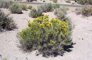 <i>Tetradymia glabrata</i> Species of flowering plant