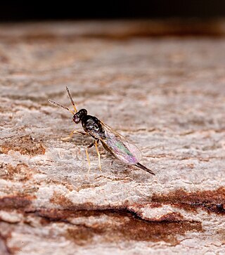 <i>Tetrastichus</i> Genus of wasps
