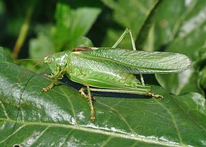 Tettigonia viridissima qtl2.jpg